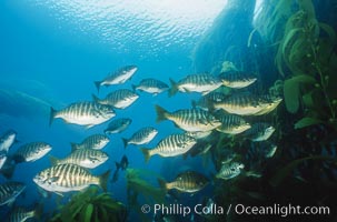 Zebra perch amid kelp forest, Islas San Benito, Hermosilla azurea, Macrocystis pyrifera, San Benito Islands (Islas San Benito)