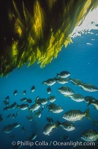 Zebra perch amid kelp forest, Hermosilla azurea, Macrocystis pyrifera, San Benito Islands (Islas San Benito)