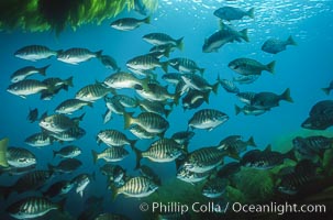 Zebra perch amid kelp forest, Hermosilla azurea, Macrocystis pyrifera, San Benito Islands (Islas San Benito)