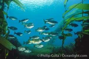 Zebra perch amid kelp forest, Hermosilla azurea, Macrocystis pyrifera, San Benito Islands (Islas San Benito)