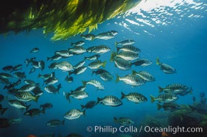 Zebra perch amid kelp forest, Hermosilla azurea, Macrocystis pyrifera, San Benito Islands (Islas San Benito)