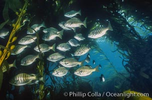 Zebra perch amid kelp forest, Hermosilla azurea, Macrocystis pyrifera, San Benito Islands (Islas San Benito)