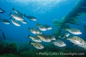 Zebra perch amid kelp forest, Islas San Benito, Hermosilla azurea, Macrocystis pyrifera, San Benito Islands (Islas San Benito)