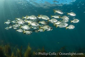 Zebra perch, Hermosilla azurea, Coronado Islands, Mexico