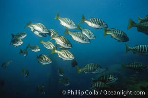 Zebra perch, Hermosilla azurea, San Benito Islands (Islas San Benito)