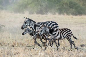 Zebra running, Meru National Park, Kenya