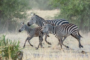 Zebra running, Meru National Park, Kenya., Equus quagga, natural history stock photograph, photo id 29635