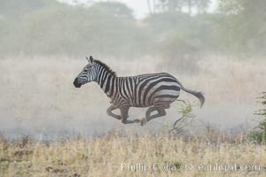 Zebra running, Meru National Park, Kenya, Equus quagga