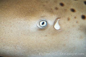 Zebra shark.  The zebra shark feeds on mollusks, crabs, shrimps and small fishes.  It can reach a length of 10 feet (3m), Stegostoma fasciatum