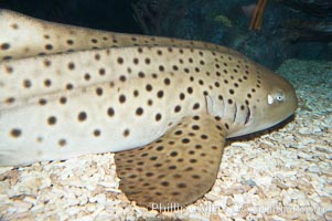 Zebra shark.  The zebra shark feeds on mollusks, crabs, shrimps and small fishes.  It can reach a length of 10 feet (3m), Stegostoma fasciatum