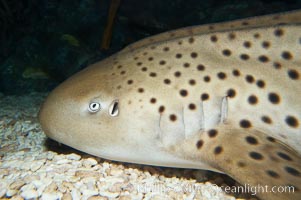 Zebra shark.  The zebra shark feeds on mollusks, crabs, shrimps and small fishes.  It can reach a length of 10 feet (3m), Stegostoma fasciatum