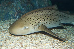 Zebra shark.  The zebra shark feeds on mollusks, crabs, shrimps and small fishes.  It can reach a length of 10 feet (3m), Stegostoma fasciatum