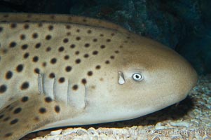 Zebra shark.  The zebra shark feeds on mollusks, crabs, shrimps and small fishes.  It can reach a length of 10 feet (3m), Stegostoma fasciatum