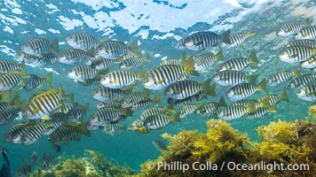 Zebrafish over kelp in shallow water, Girella zebra, Kangaroo Island, South Australia, Girella zebra