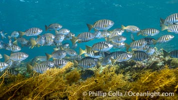 Zebrafish over kelp in shallow water, Girella zebra, Kangaroo Island, South Australia, Girella zebra