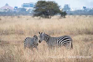 Zebras at sunrise, the city of Nairobi in the distance, Nairobi National Park, Equus quagga