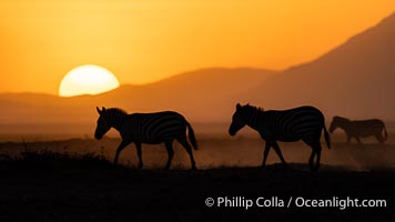Zebras at sunset, Amboseli National Park, Equus quagga
