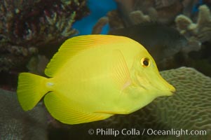 Yellow tang, Zebrasoma flavescens