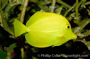Yellow tang, Zebrasoma flavescens