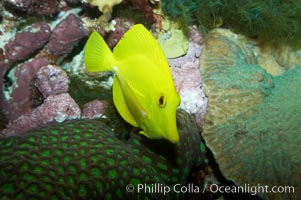 Yellow tang, juvenile, Zebrasoma flavescens