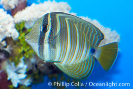 Sailfin tang, Zebrasoma veliferum