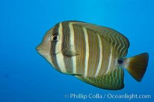 Image 07797, Sailfin tang., Zebrasoma veliferum, Phillip Colla, all rights reserved worldwide. Keywords: animal, fish, indo-pacific, marine fish, sailfin tang, tang, underwater, zebrasoma veliferum.