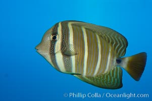 Sailfin tang, Zebrasoma veliferum