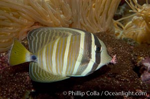 Sailfin tang, Zebrasoma veliferum