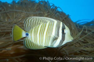 Sailfin tang, Zebrasoma veliferum