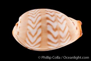 Zigzag Cowrie, Cypraea ziczac