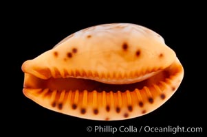 Zigzag Cowrie, Cypraea ziczac