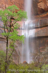 Waterfall at Temple of Sinawava during peak flow following spring rainstorm.  Zion Canyon, Zion National Park, Utah