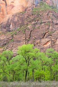 Cottonwoods with their deep green spring foliage contrast with the rich red Navaho sandstone cliffs of Zion Canyon, Zion National Park, Utah