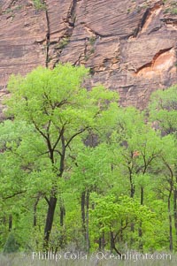 Cottonwoods with their deep green spring foliage contrast with the rich red Navaho sandstone cliffs of Zion Canyon, Zion National Park, Utah