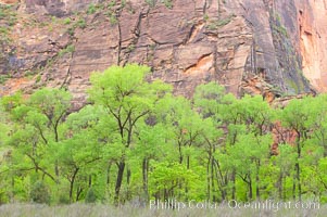 Cottonwoods with their deep green spring foliage contrast with the rich red Navaho sandstone cliffs of Zion Canyon, Zion National Park, Utah