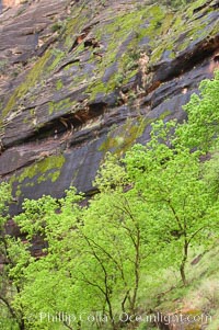 Cottonwoods with their deep green spring foliage contrast with the rich red Navaho sandstone cliffs of Zion Canyon, Zion National Park, Utah