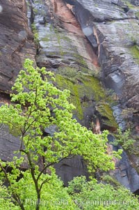 Cottonwoods with their deep green spring foliage contrast with the rich red Navaho sandstone cliffs of Zion Canyon, Zion National Park, Utah