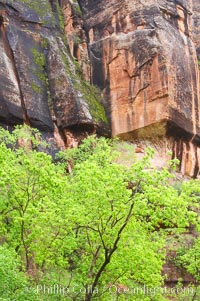 Cottonwoods with their deep green spring foliage contrast with the rich red Navaho sandstone cliffs of Zion Canyon, Zion National Park, Utah