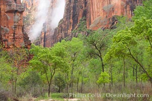 Cottonwoods with their deep green spring foliage contrast with the rich red Navaho sandstone cliffs of Zion Canyon, Zion National Park, Utah