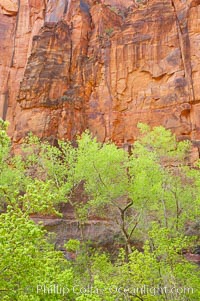 Cottonwoods with their deep green spring foliage contrast with the rich red Navaho sandstone cliffs of Zion Canyon, Zion National Park, Utah