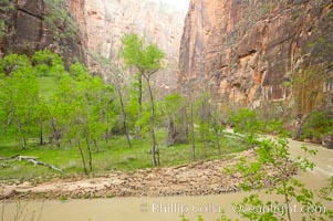 The Virgin River runs swift and deep following spring thunderstorms. The river is colored reddish-brown from the tons of red sandstone silt that it carries out of Zion Canyon as it slowly carves the canyon, Zion National Park, Utah