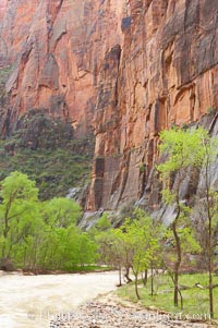 The Virgin River runs swift and deep following spring thunderstorms. The river is colored reddish-brown from the tons of red sandstone silt that it carries out of Zion Canyon as it slowly carves the canyon, Zion National Park, Utah