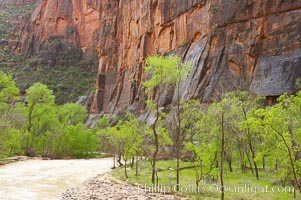 The Virgin River runs swift and deep following spring thunderstorms. The river is colored reddish-brown from the tons of red sandstone silt that it carries out of Zion Canyon as it slowly carves the canyon, Zion National Park, Utah