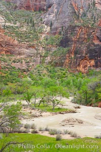 The Virgin River runs swift and deep following spring thunderstorms. The river is colored reddish-brown from the tons of red sandstone silt that it carries out of Zion Canyon as it slowly carves the canyon, Zion National Park, Utah