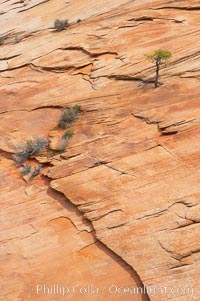 Navajo sandstone forms the cliffs and walls of Zion National Park. The sandstone reaches a thickness of 2300 feet and consists of ancient cemented desert sand dunes. Horizontal lines, commonly called crossbedding, represent layers of wind-blown sand that built up into sand dunes. These dunes were then buried, and the sand grains glued together by calcite and iron oxide to form sandstone.