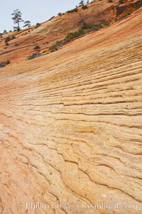 Navajo sandstone forms the cliffs and walls of Zion National Park. The sandstone reaches a thickness of 2300 feet and consists of ancient cemented desert sand dunes. Horizontal lines, commonly called crossbedding, represent layers of wind-blown sand that built up into sand dunes. These dunes were then buried, and the sand grains glued together by calcite and iron oxide to form sandstone