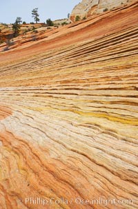 Navajo sandstone forms the cliffs and walls of Zion National Park. The sandstone reaches a thickness of 2300 feet and consists of ancient cemented desert sand dunes. Horizontal lines, commonly called crossbedding, represent layers of wind-blown sand that built up into sand dunes. These dunes were then buried, and the sand grains glued together by calcite and iron oxide to form sandstone.