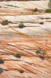 Navajo sandstone forms the cliffs and walls of Zion National Park. The sandstone reaches a thickness of 2300 feet and consists of ancient cemented desert sand dunes. Horizontal lines, commonly called crossbedding, represent layers of wind-blown sand that built up into sand dunes. These dunes were then buried, and the sand grains glued together by calcite and iron oxide to form sandstone