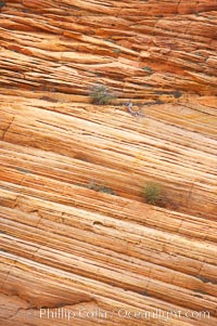 Navajo sandstone forms the cliffs and walls of Zion National Park. The sandstone reaches a thickness of 2300 feet and consists of ancient cemented desert sand dunes. Horizontal lines, commonly called crossbedding, represent layers of wind-blown sand that built up into sand dunes. These dunes were then buried, and the sand grains glued together by calcite and iron oxide to form sandstone