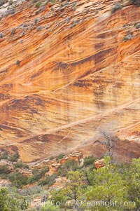 Navajo sandstone forms the cliffs and walls of Zion National Park. The sandstone reaches a thickness of 2300 feet and consists of ancient cemented desert sand dunes. Horizontal lines, commonly called crossbedding, represent layers of wind-blown sand that built up into sand dunes. These dunes were then buried, and the sand grains glued together by calcite and iron oxide to form sandstone